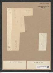 Diatomeae indet. Zeichnungen Sammlung Grunow Nr. 9746 (NHMW-BOT-W0379729)